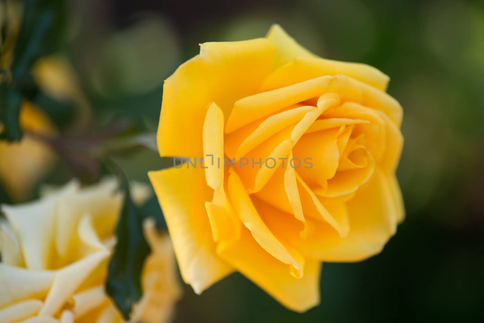 Yellow Roses on a bush in a garden