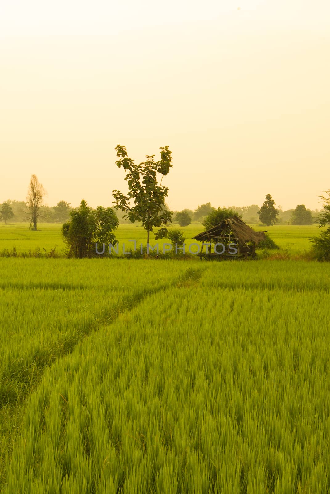 Asian rice field at sunset or sunrise
