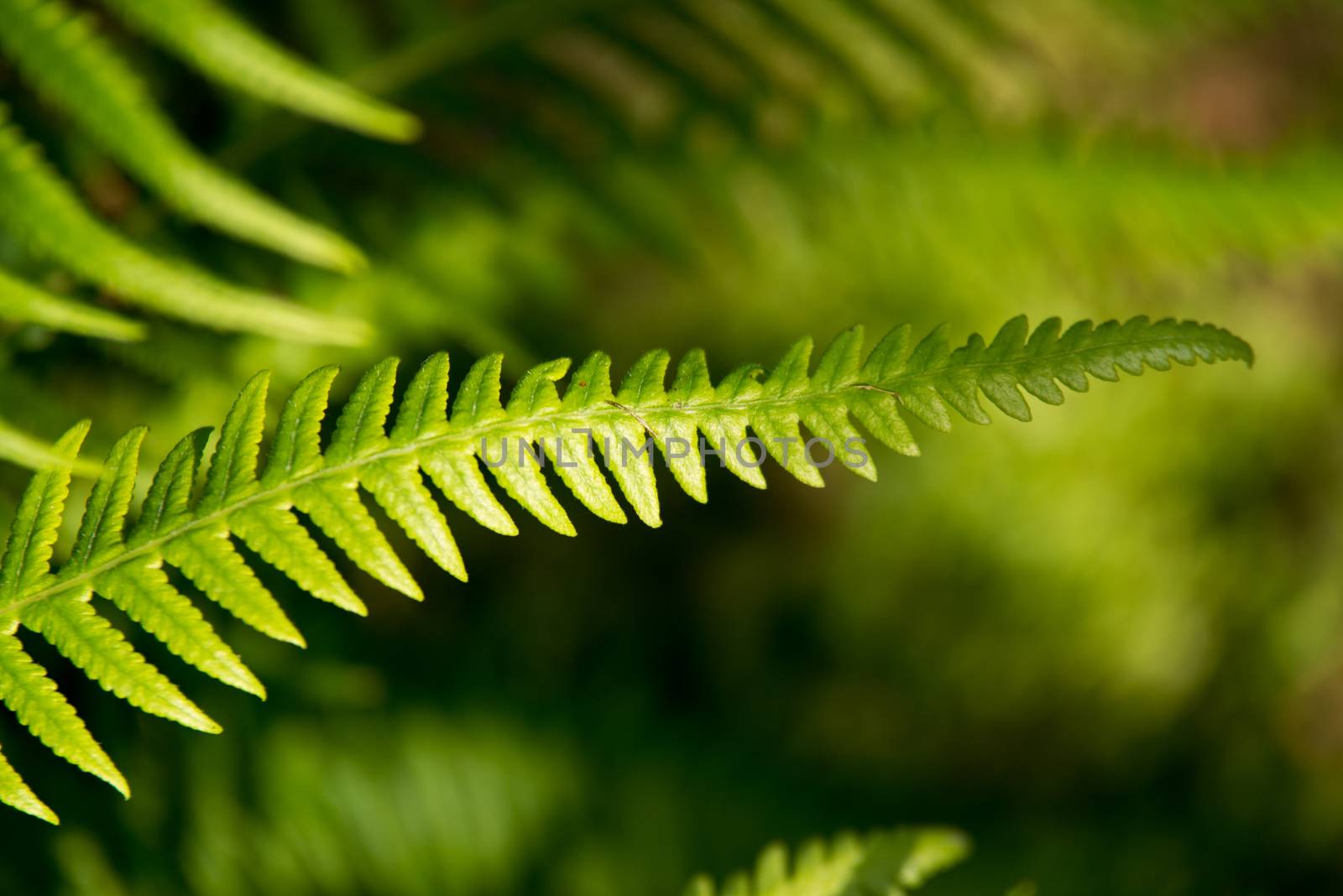 Close up of fern leaf by jakgree