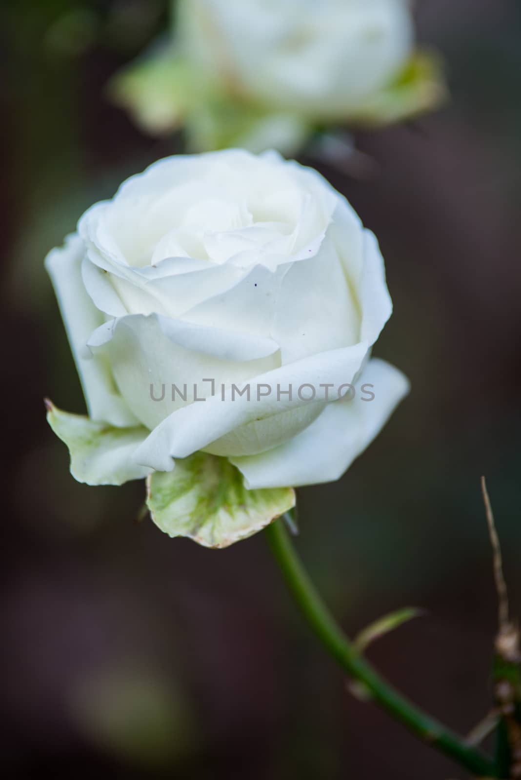 White rose flowers with buds in garden by jakgree