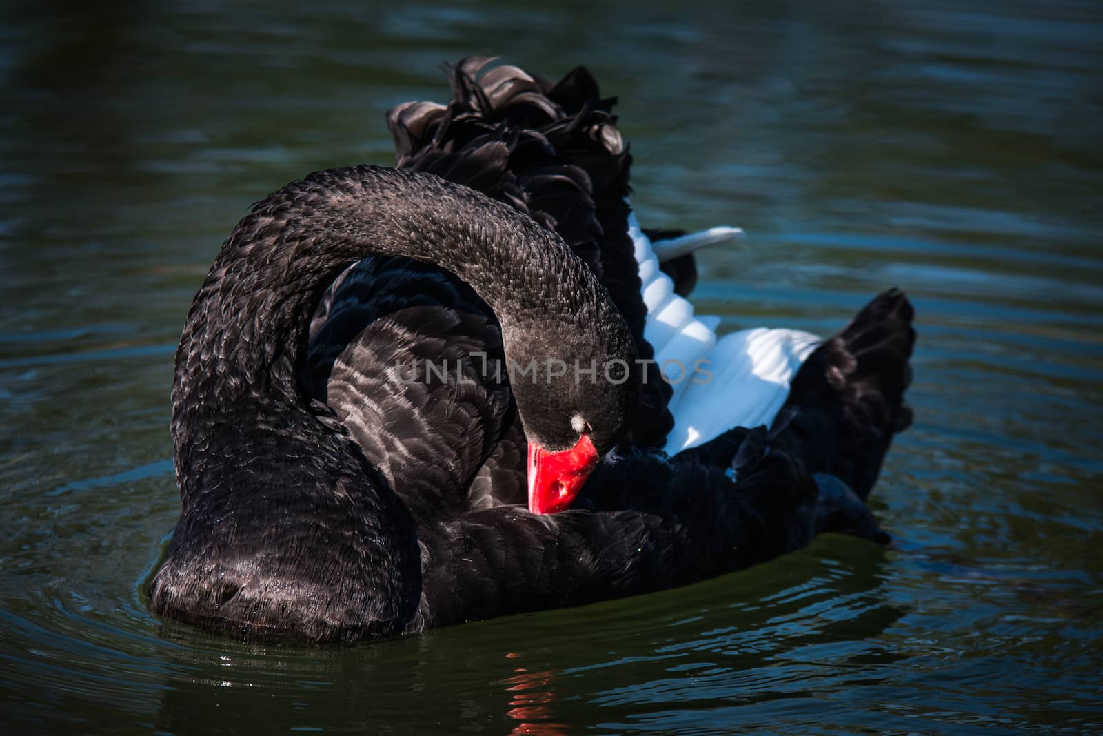 Black Swan (Cygnus atratus) by jakgree