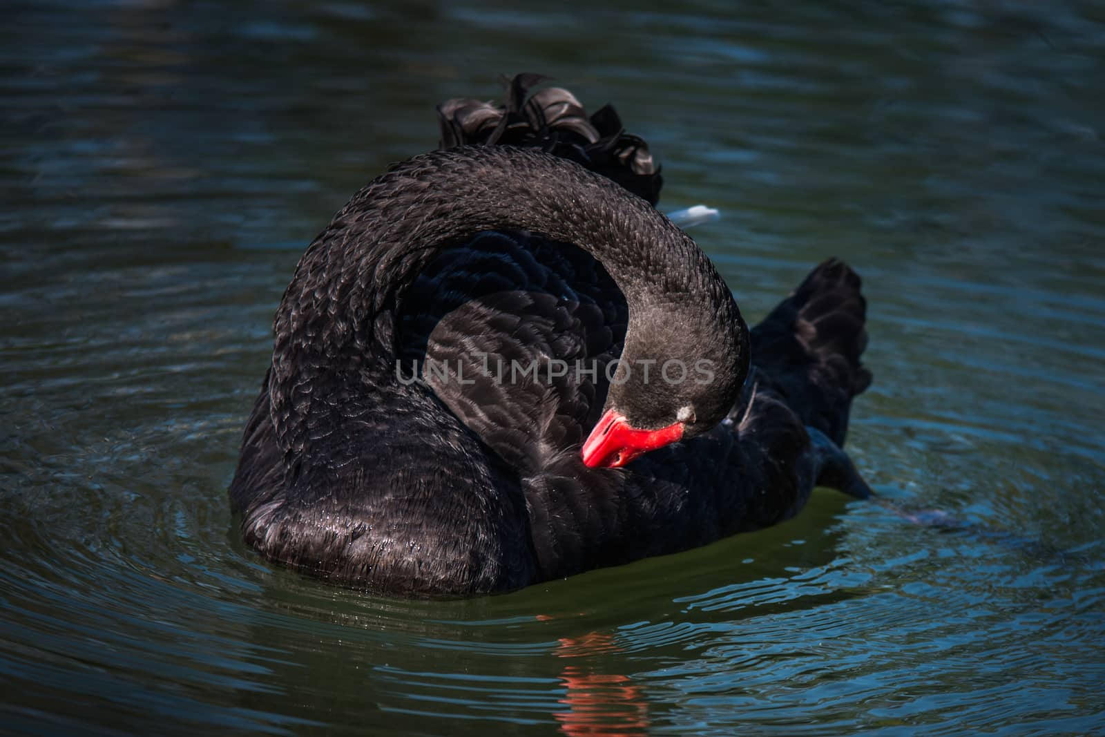 Black Swan (Cygnus atratus) by jakgree