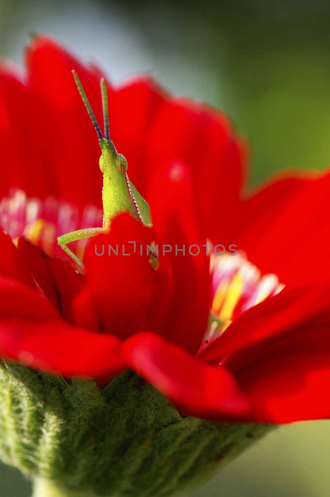 Long horned grasshopper or cricket on red flower