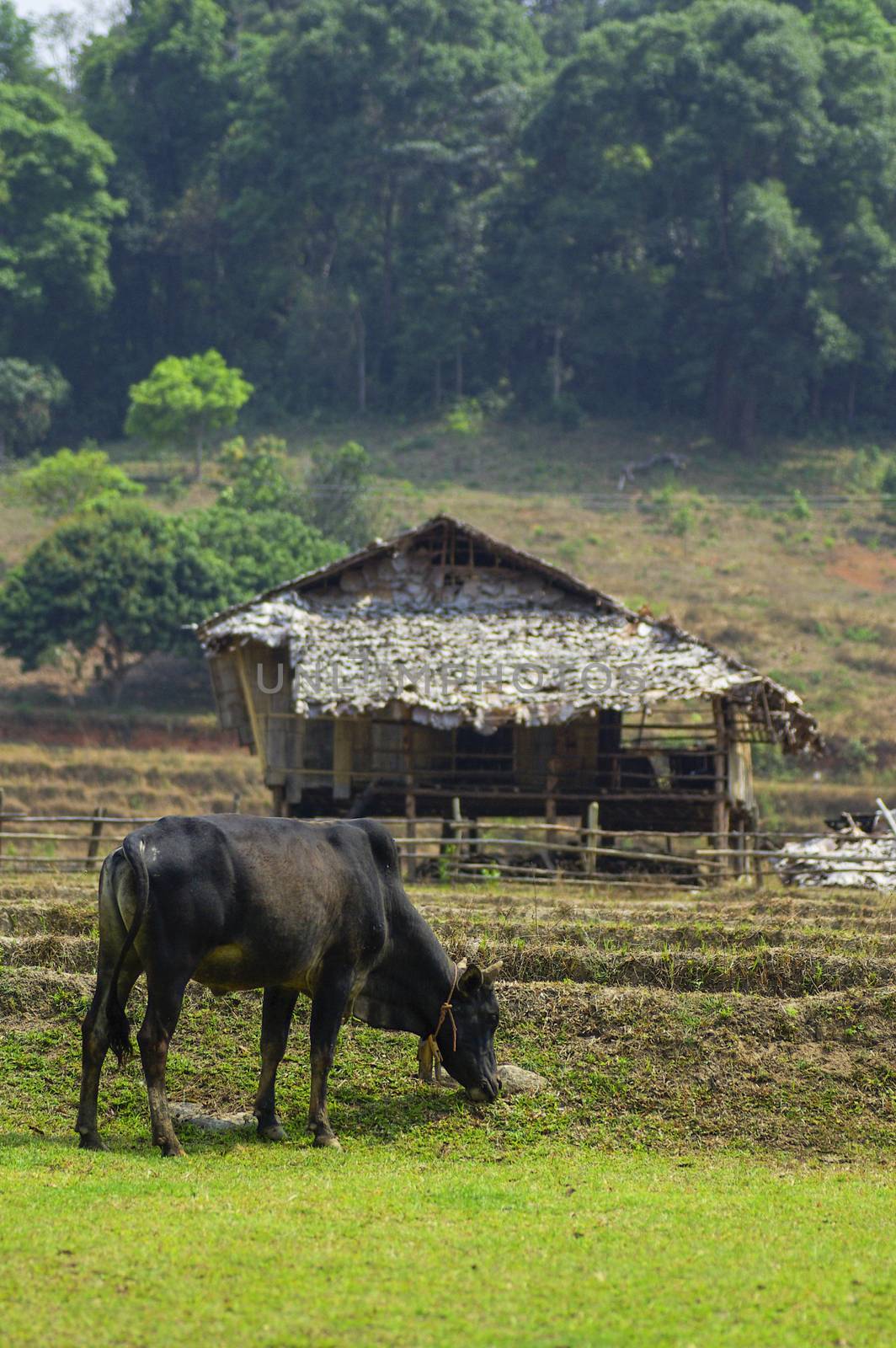 Cows and Farmer Hut in Mae Klang Luang, agricultural countryside in the North of Thailand