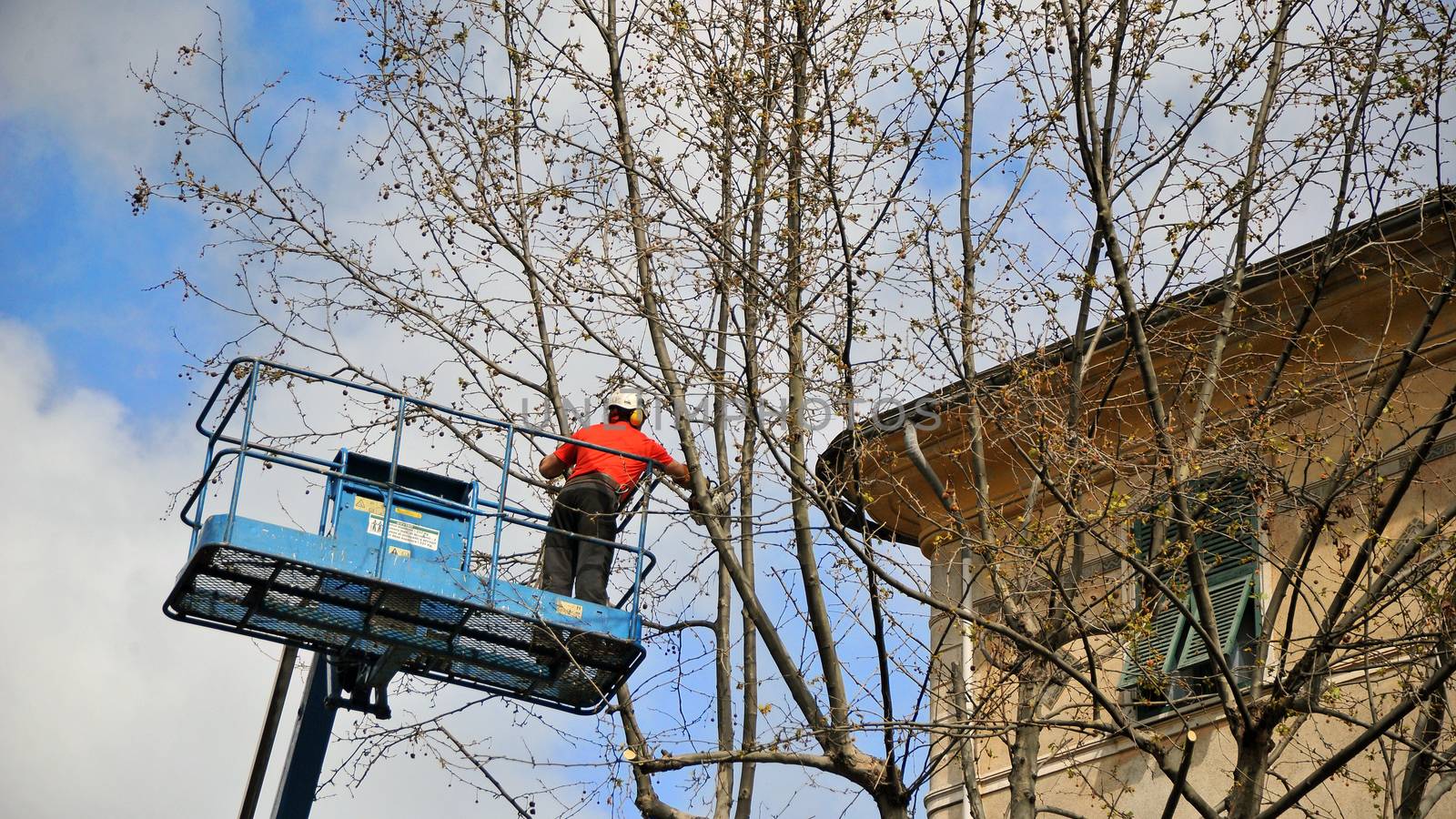 pruning of a tree in city