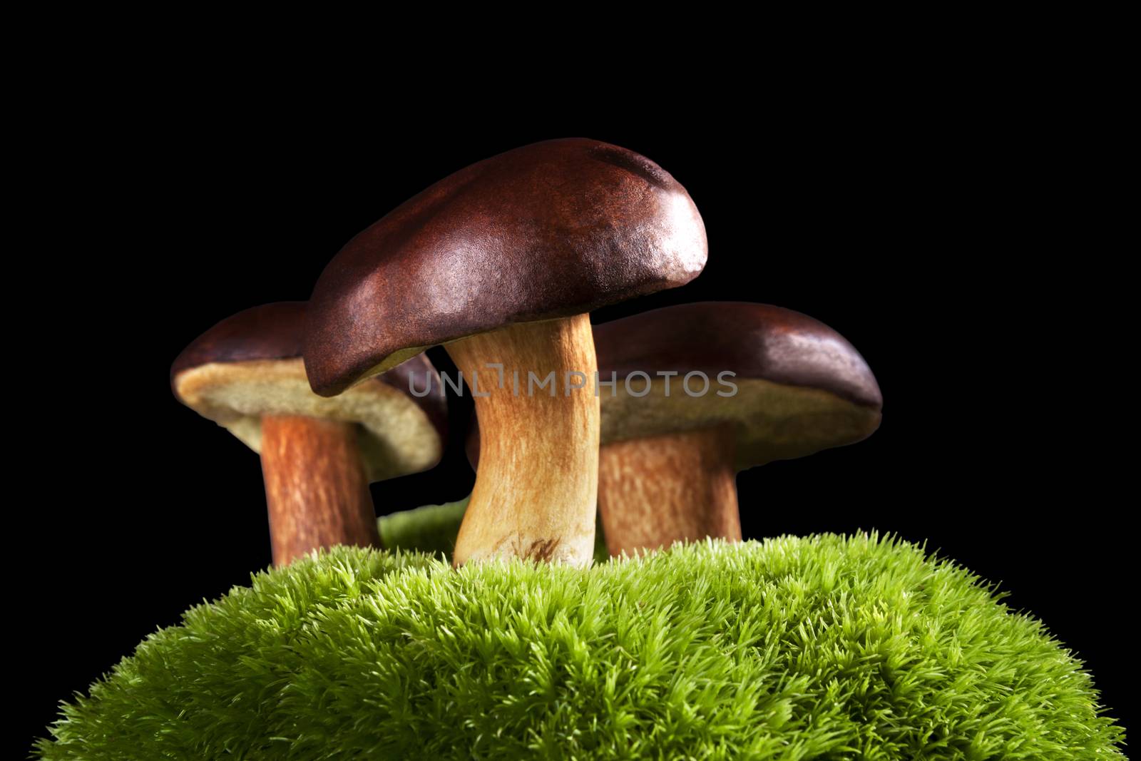 Delicious mushrooms. Seasonal concept. by eskymaks