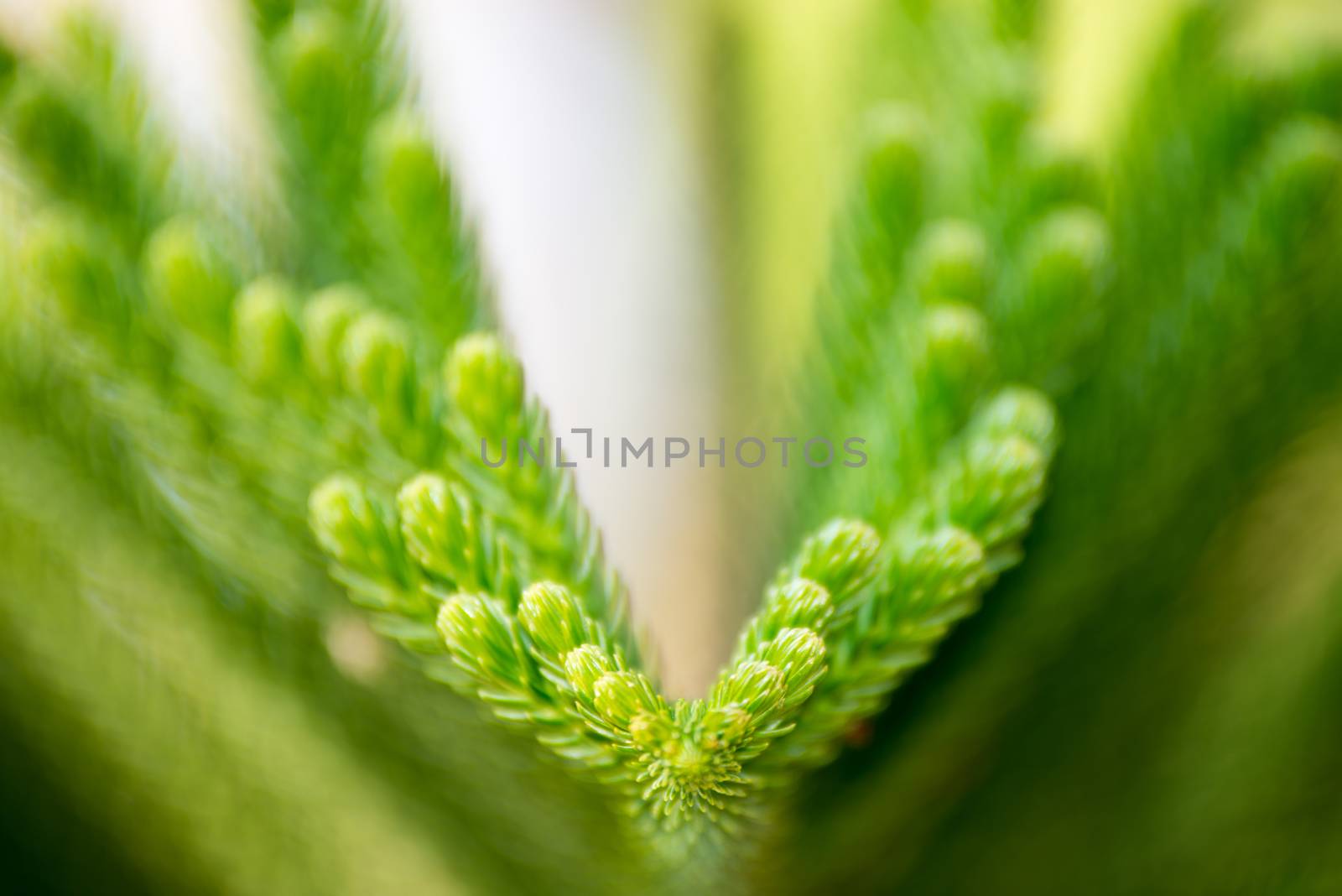 Green prickly branches of a fur-tree or pine by jakgree