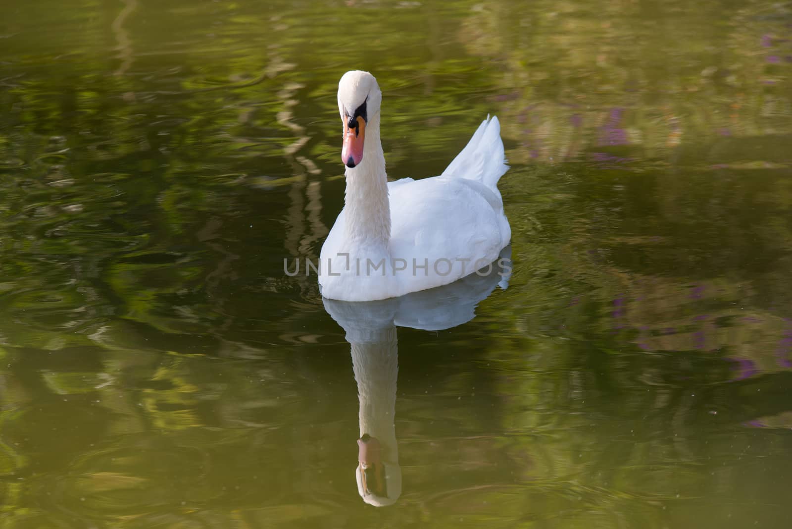 White swan on the pond. by jakgree
