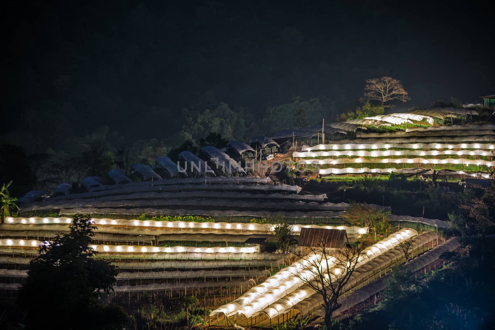 Nightscape of Greenhouse Plant .Doi Inthanon, Chiang Mai, Thaila by jakgree