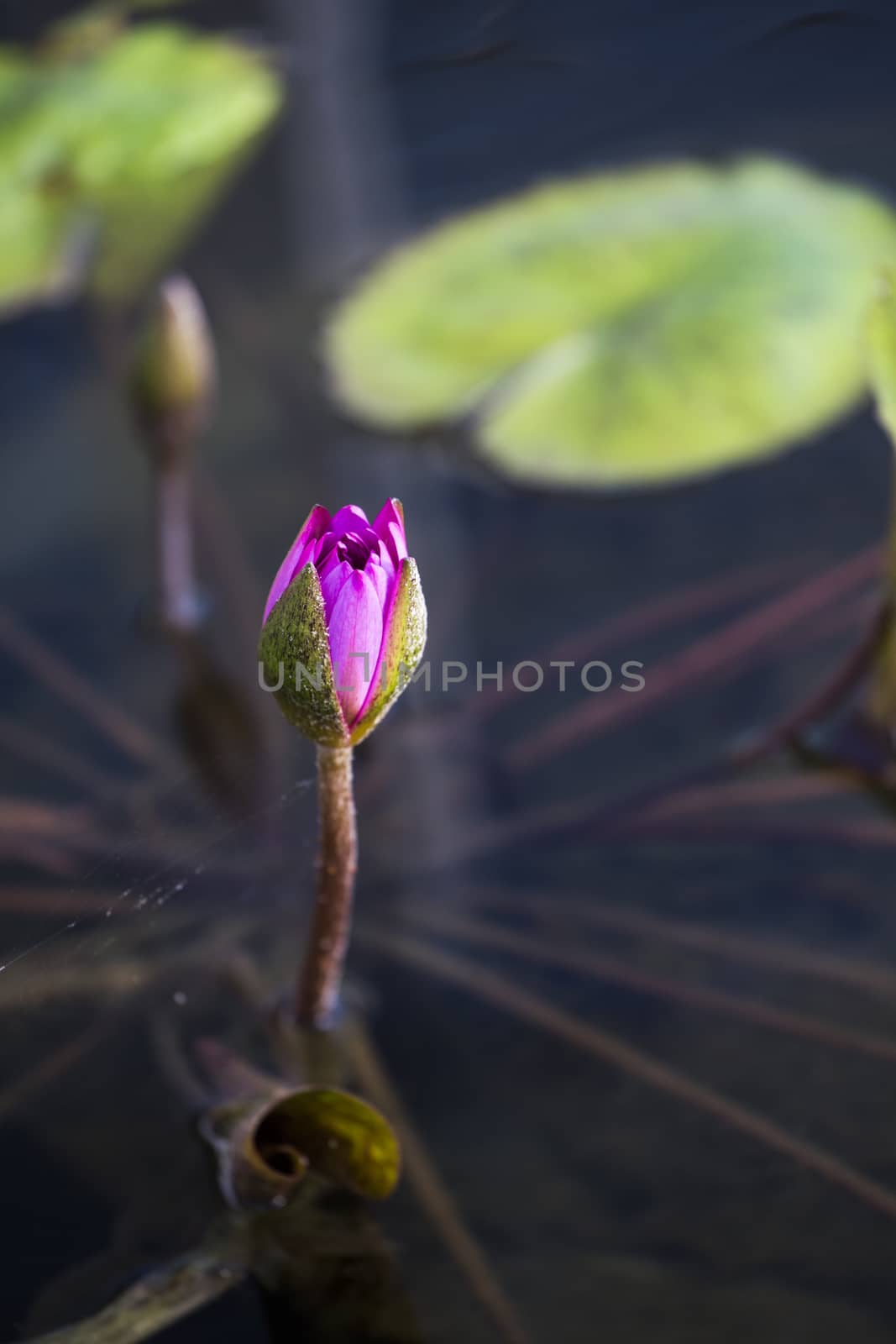 Lotus. Water lily flower by 2nix