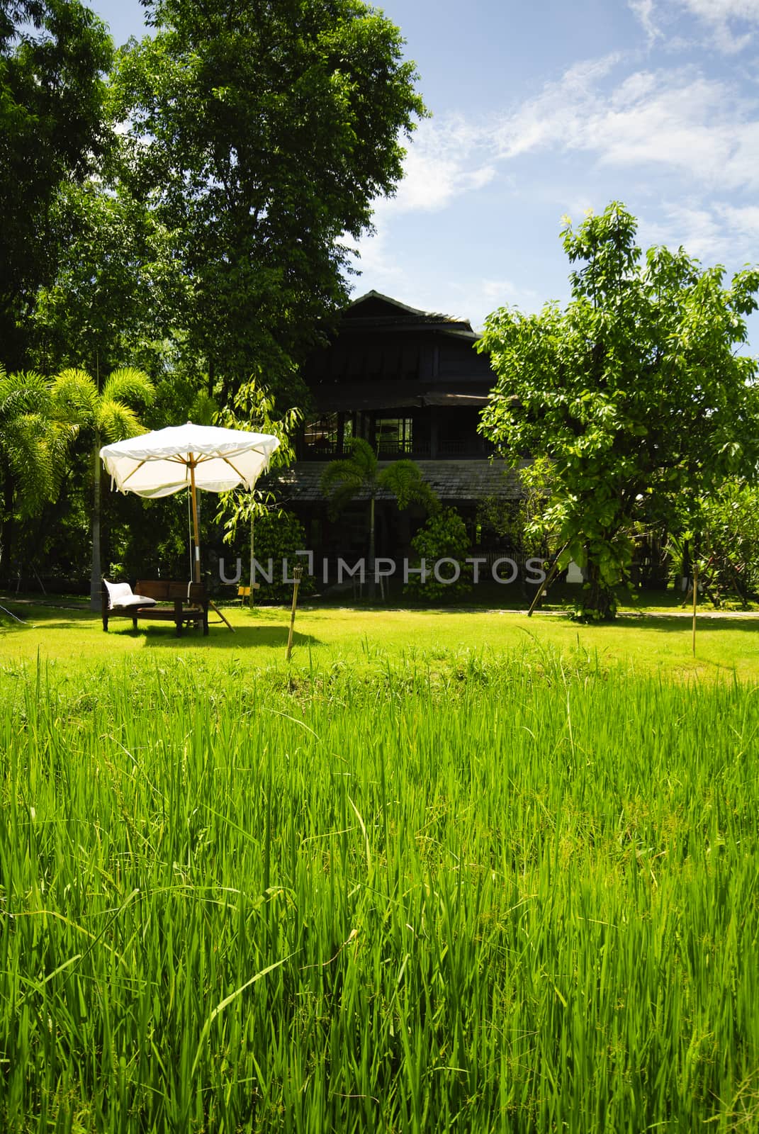 Rice field front of vintage wood house Thailand style