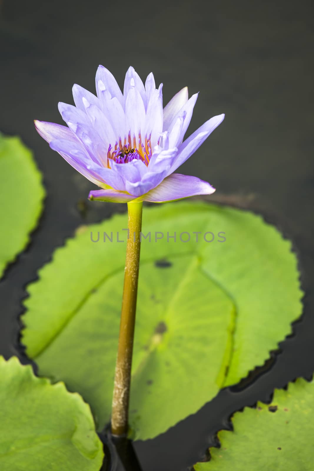 Lotus. Water lily flower by 2nix