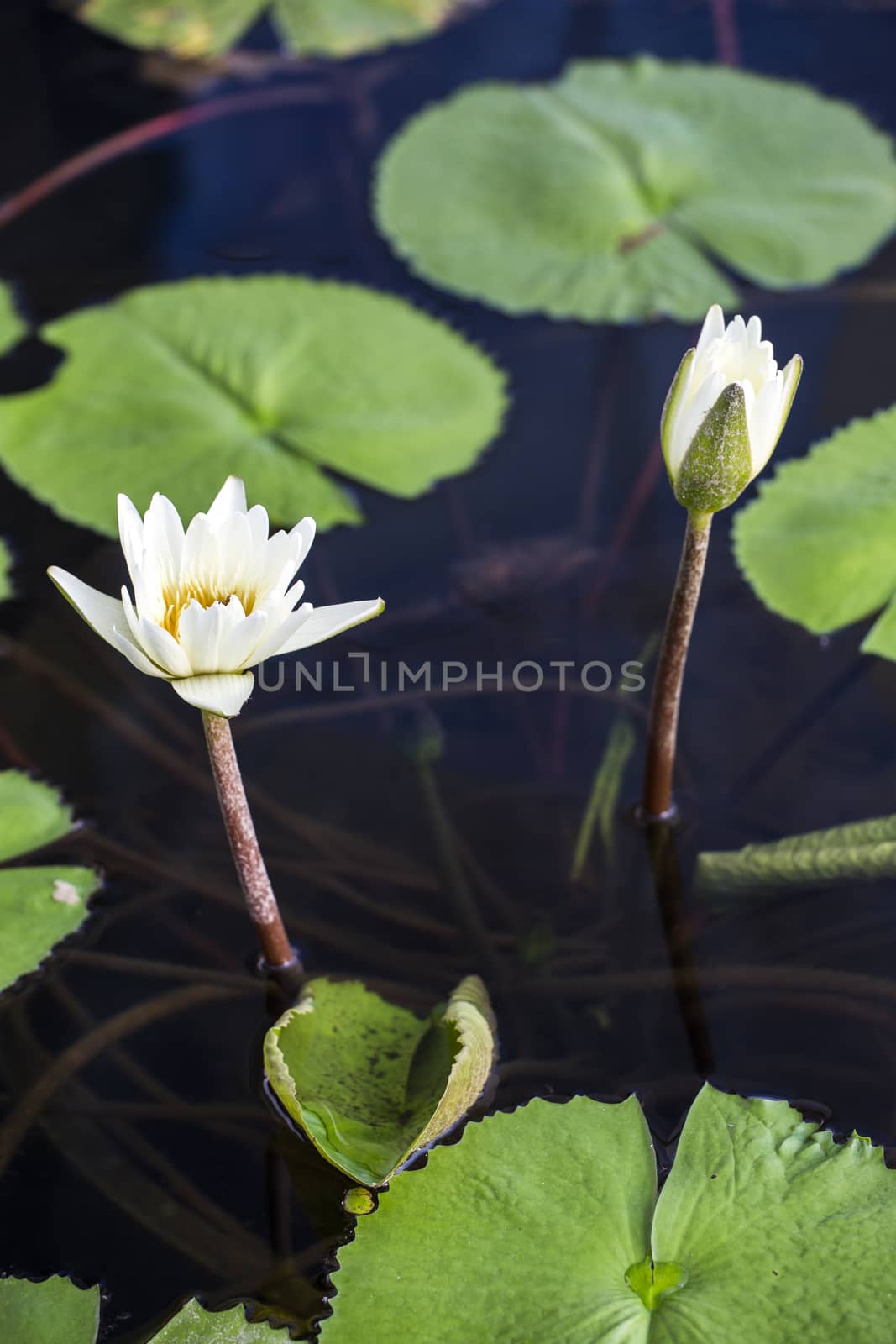 Lotus. Water lily flower