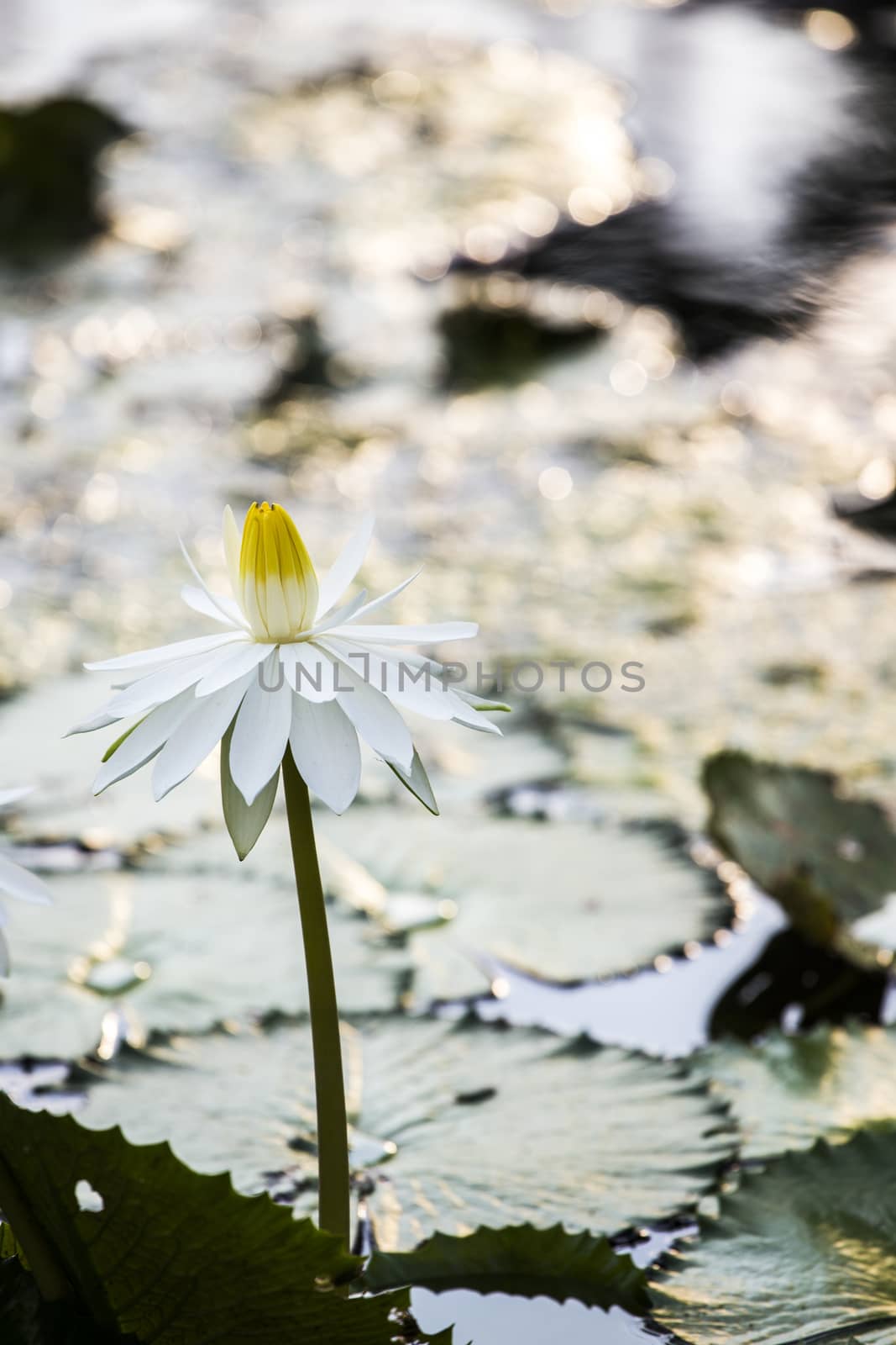 Lotus. Water lily flower