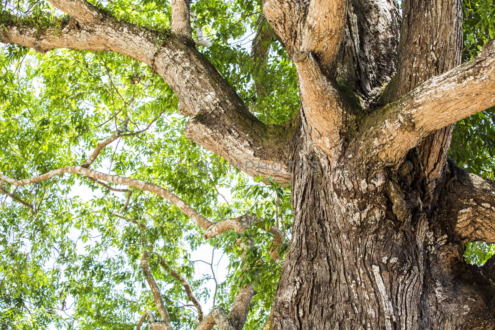 Big tree with branch by 2nix