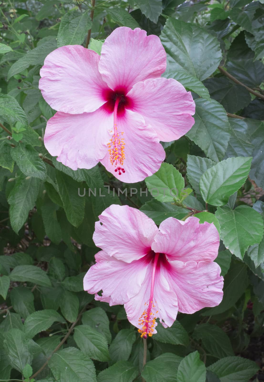 Two pink Hibiscus by ArtesiaWells