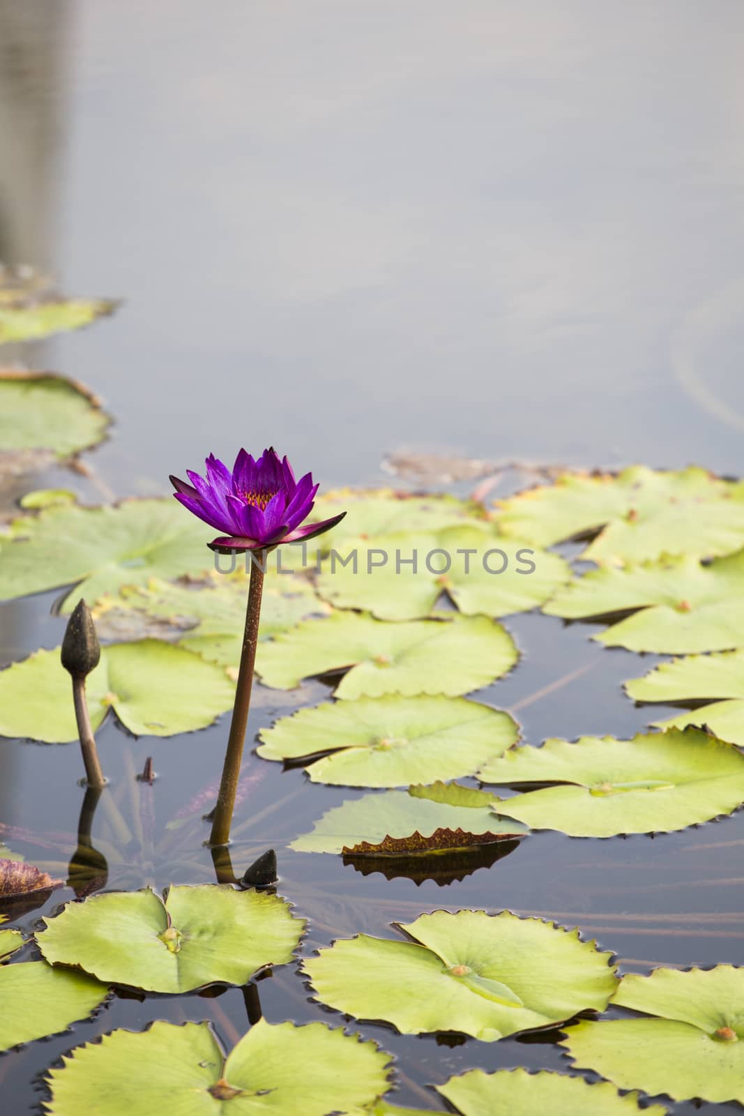 Lotus. Water lily flower