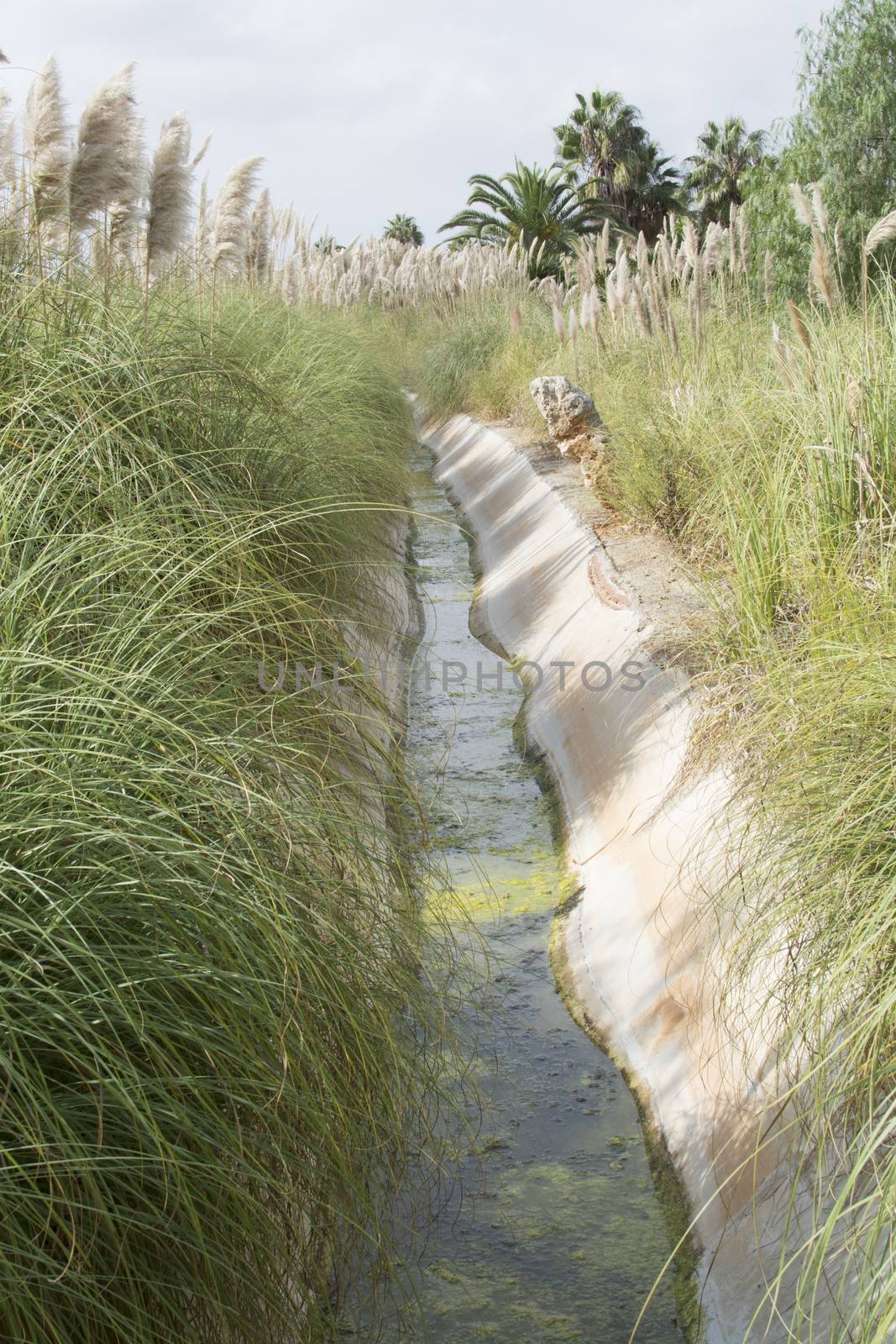 Irrigation channel and reeds in Mallorca, Balearic islands, Spain.