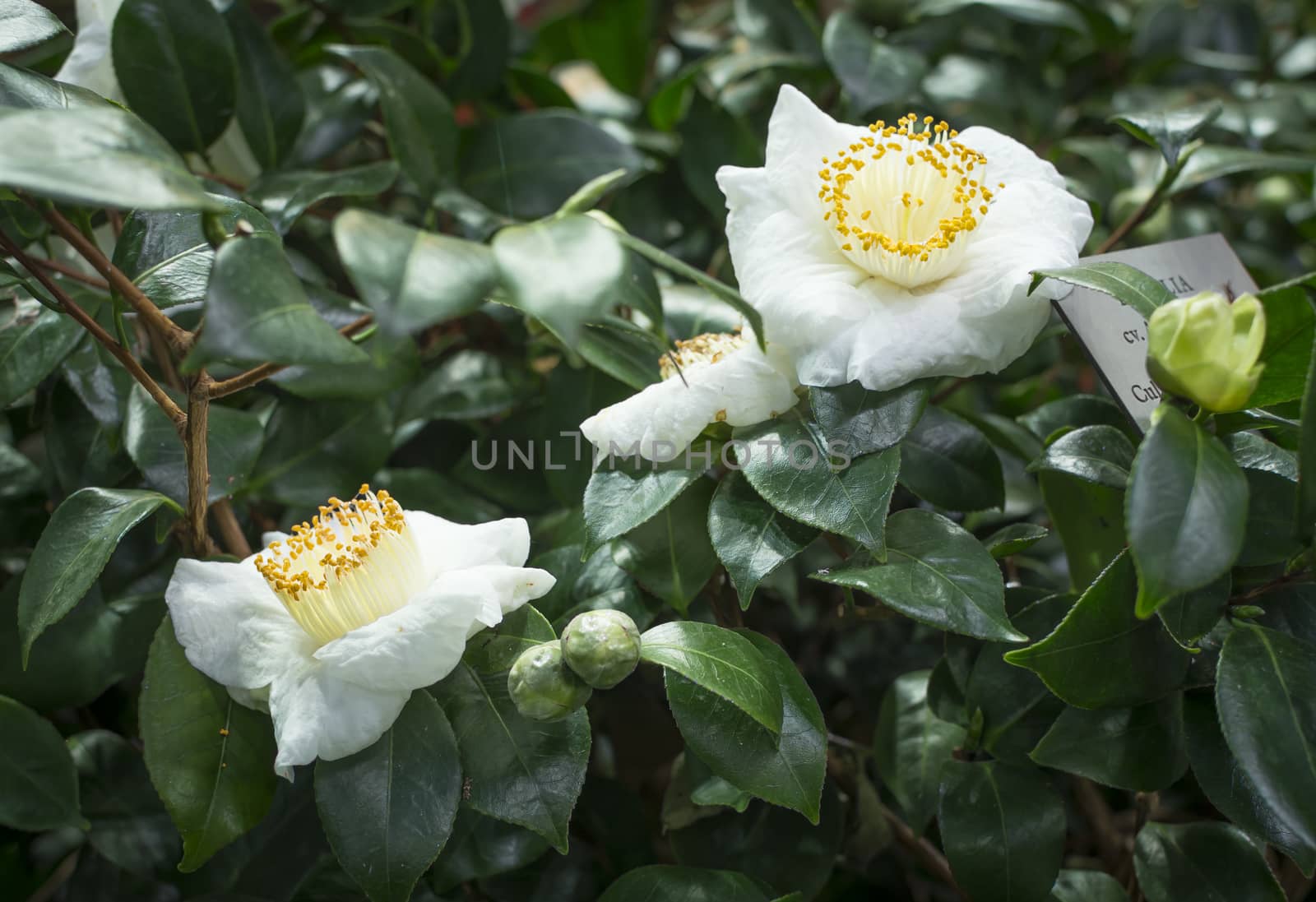 White Camellias by ArtesiaWells
