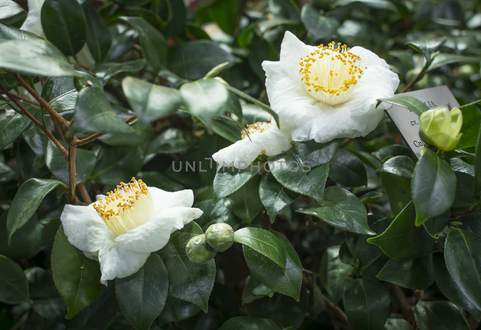 White Camellias in lush green foliage.