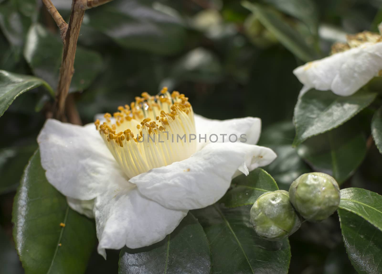 White Camellia Flower and buds in green foliage.