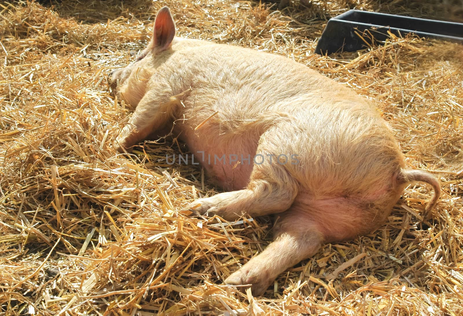 kune kune piglet sleeping on fresh straw