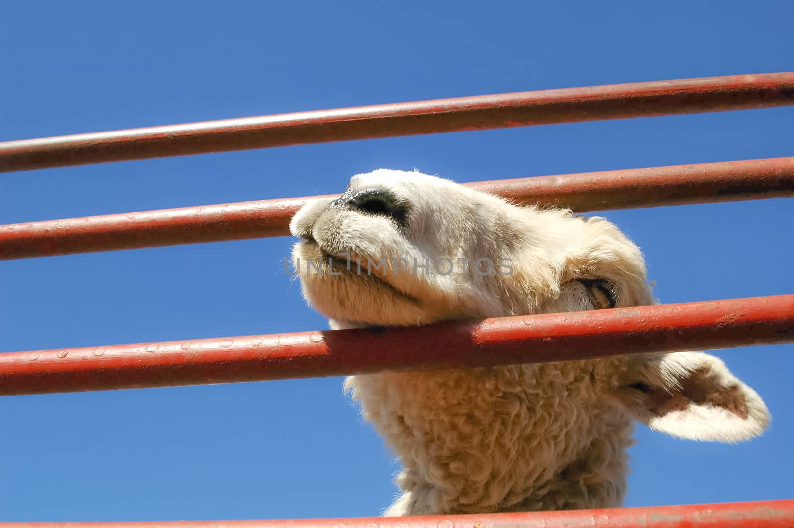 closeup of a lamb in a pen at a livestock market