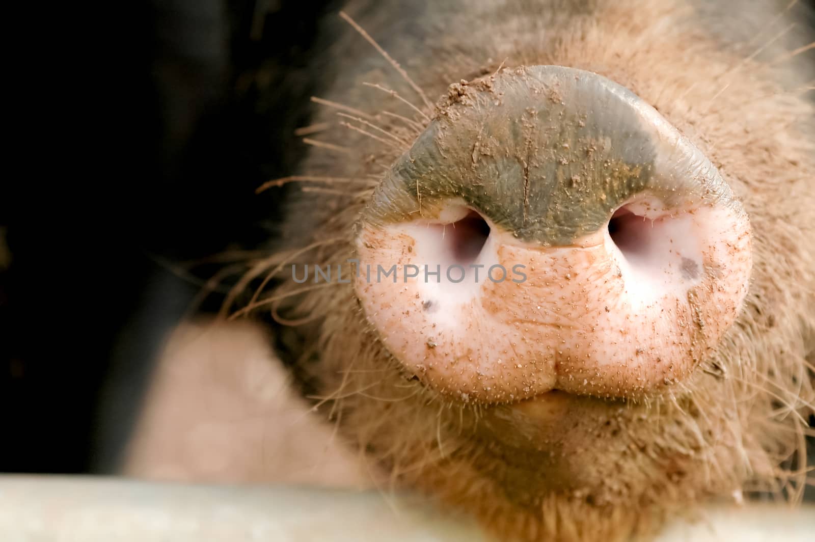 pig snout by nelsonart