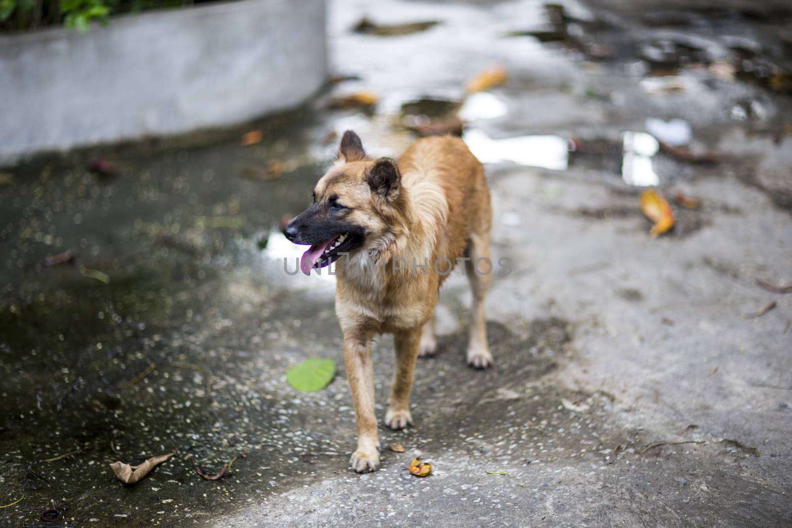 Vagrant dog on sidewalk