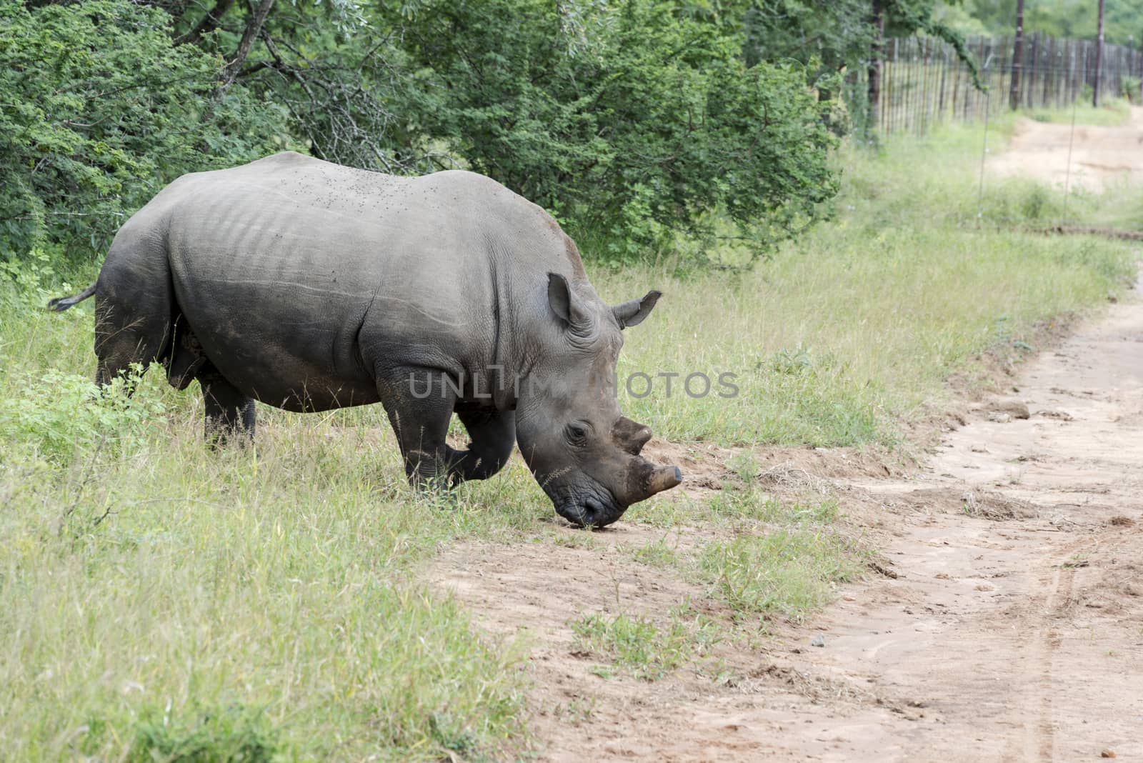 white rhino at the kruger park by compuinfoto