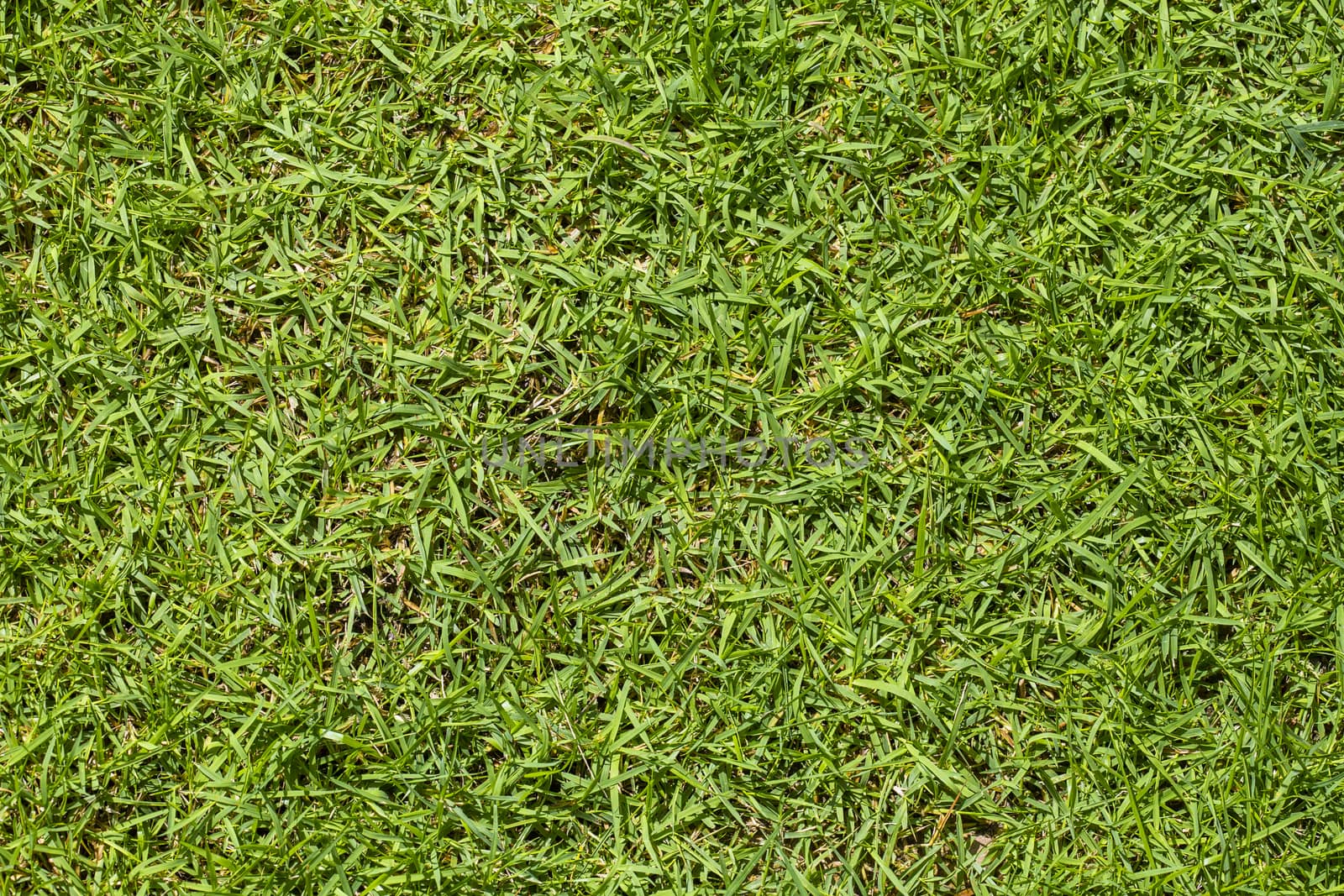 Green grass texture background