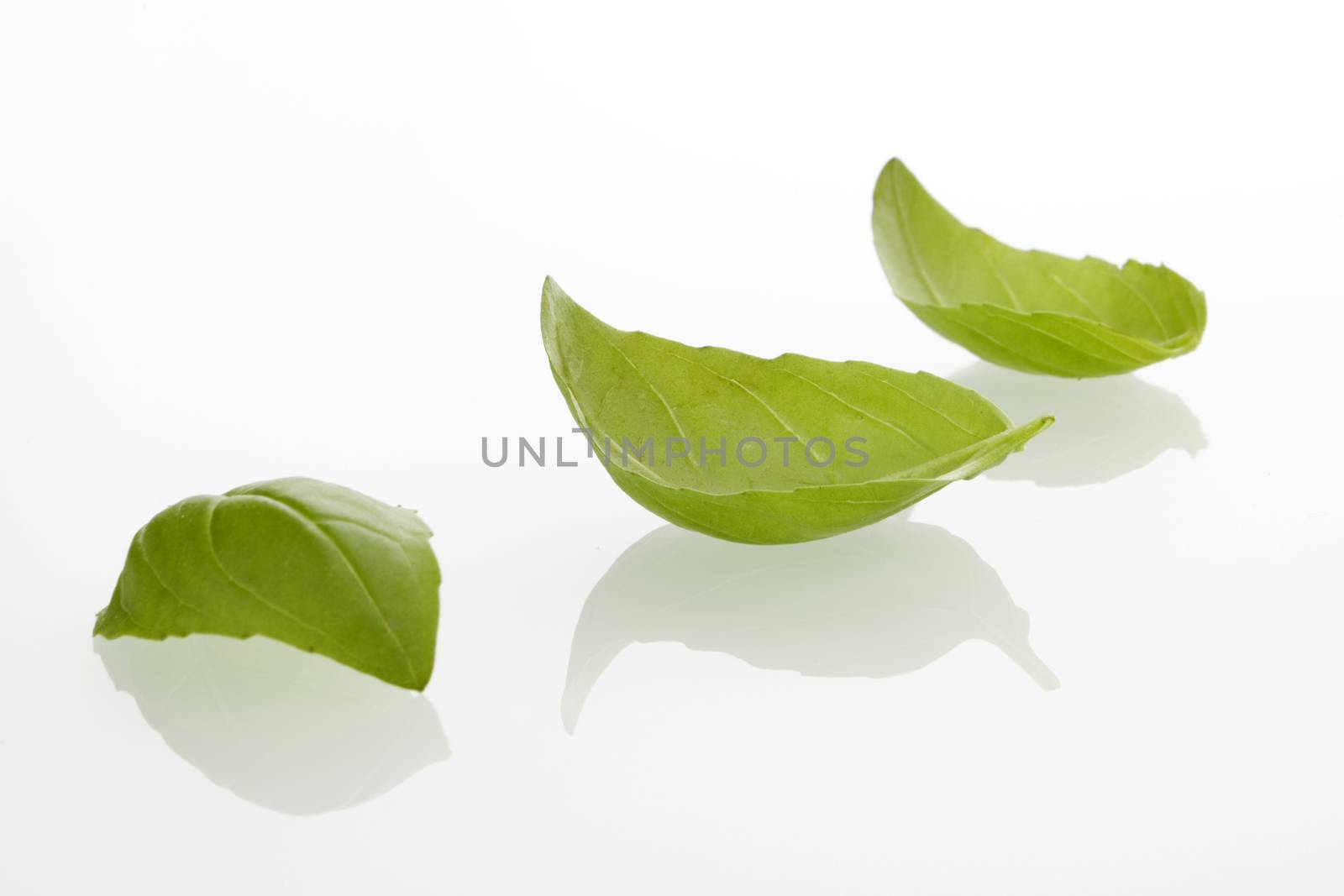 Fresh basil leafs on white background.