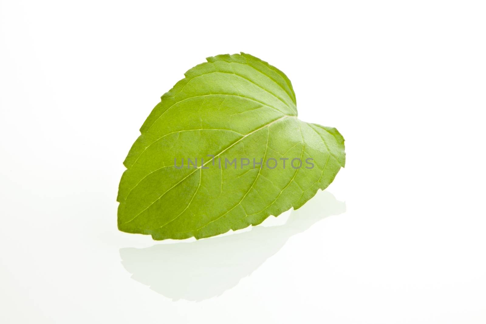 Fresh green mint leaf isolated on white background