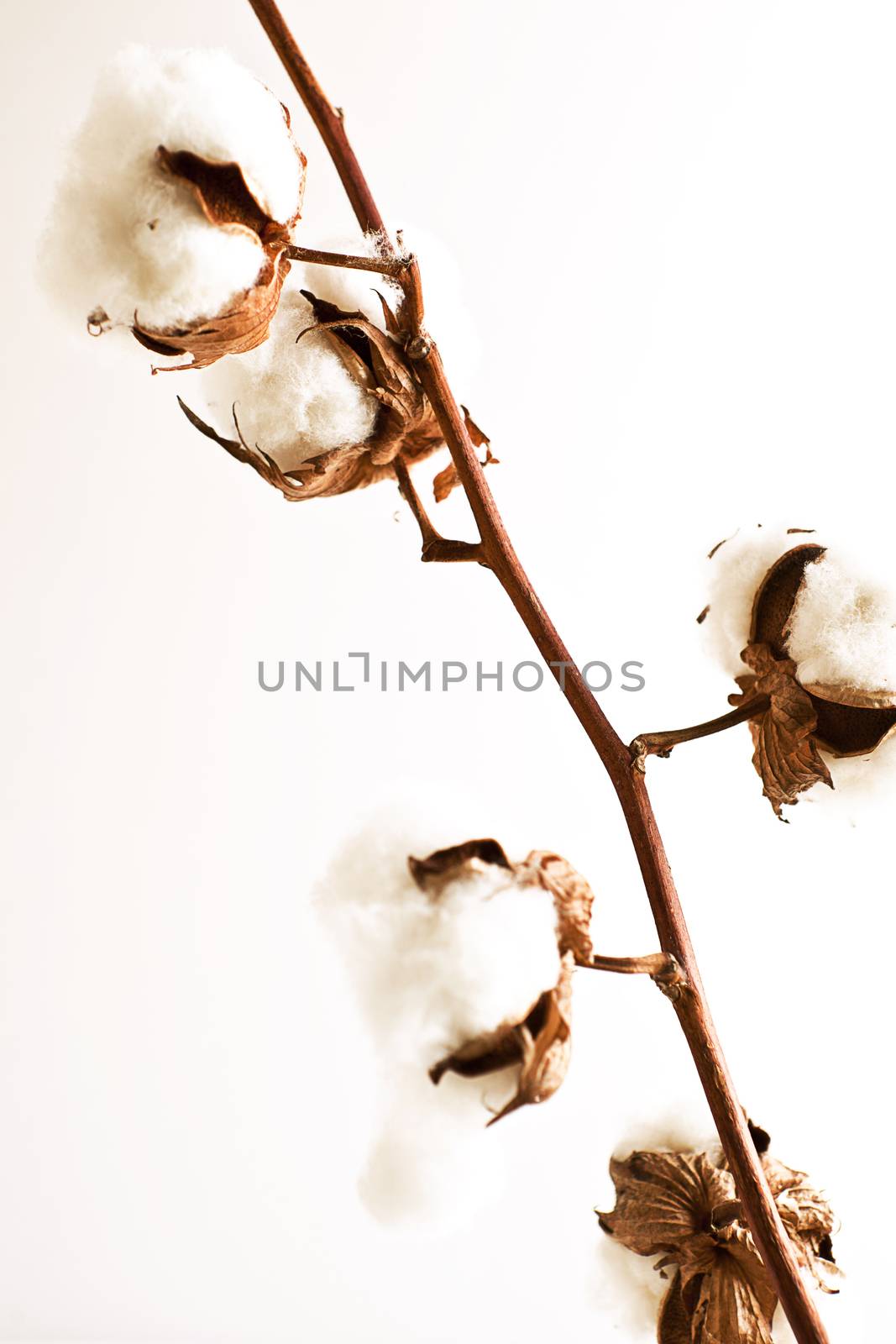 Stem of ripe cotton on white background.