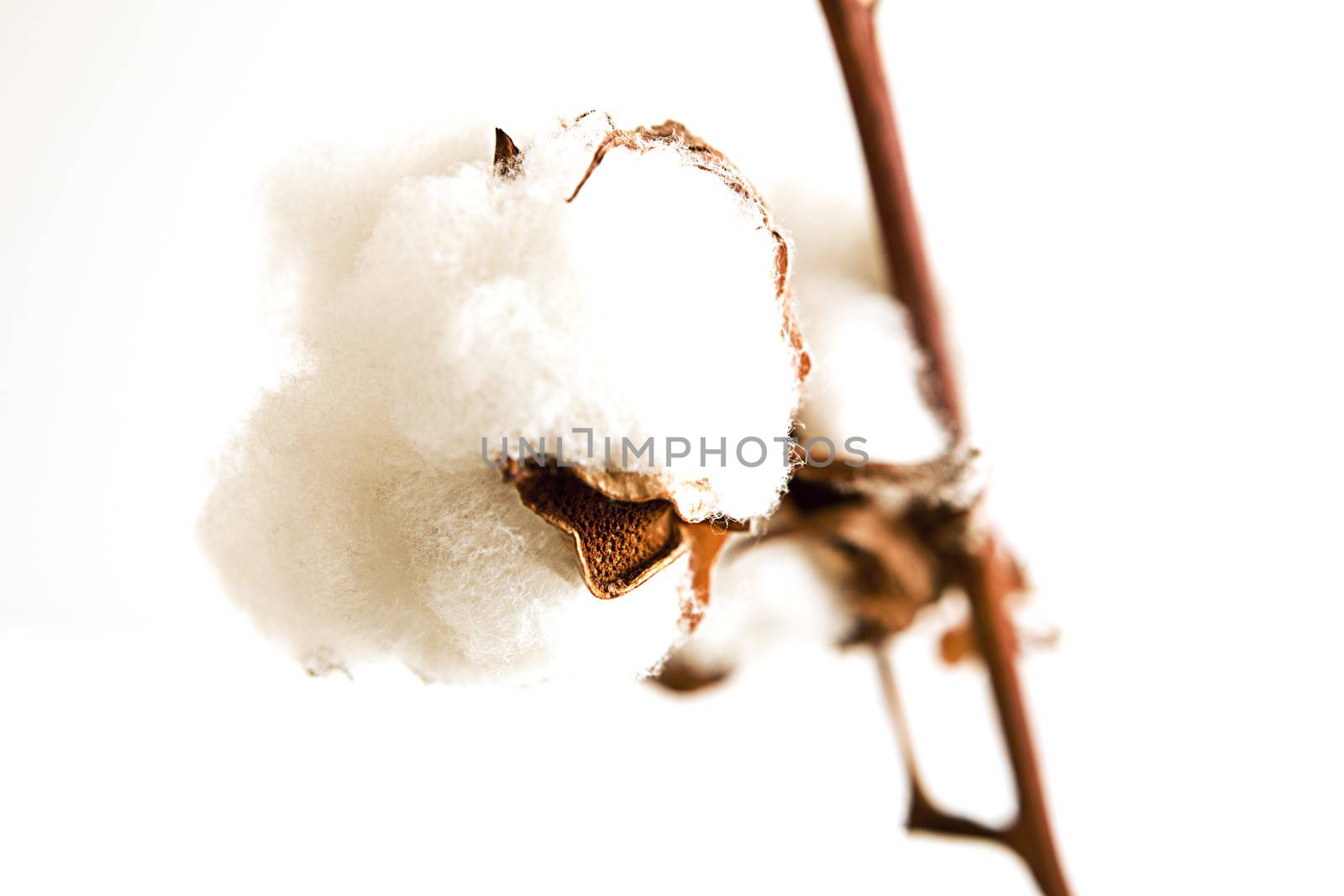 Ripe cotton bud cloes up on white background.