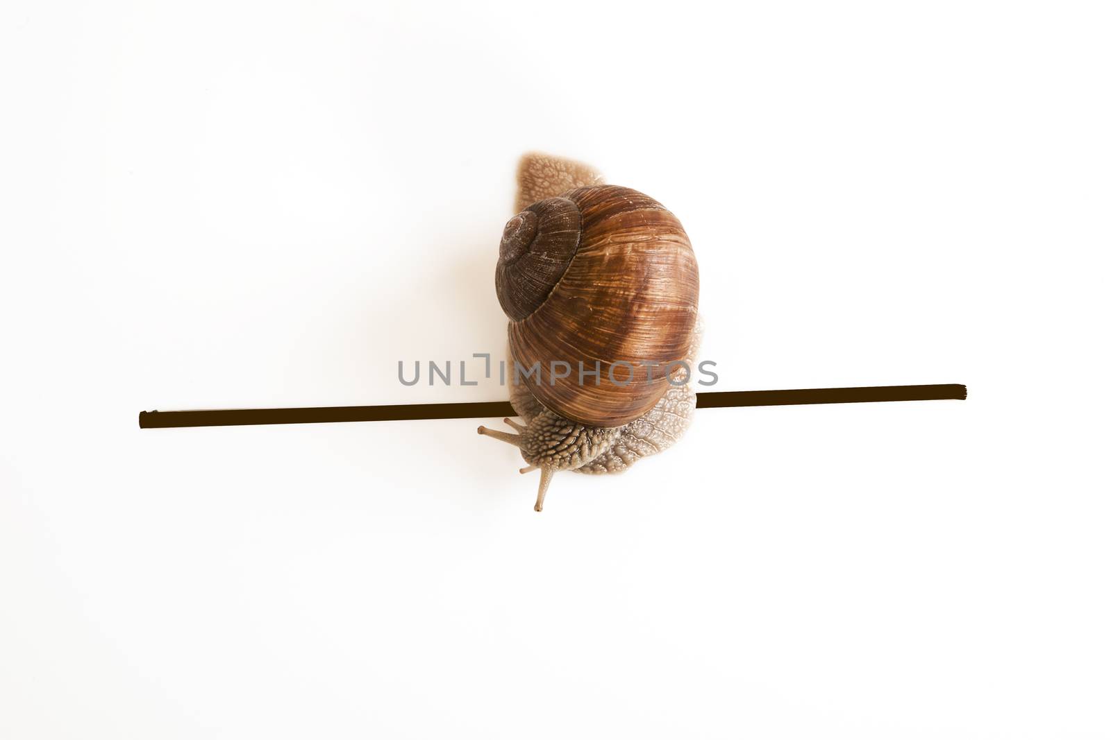 Cute snail going over the finish line.