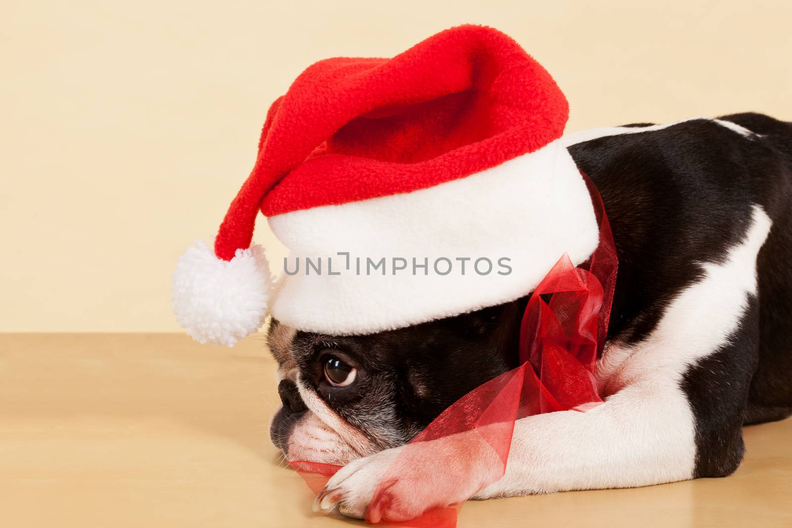 Cute sad french bulldog with christmas hat and red ribbon. Xmas present.