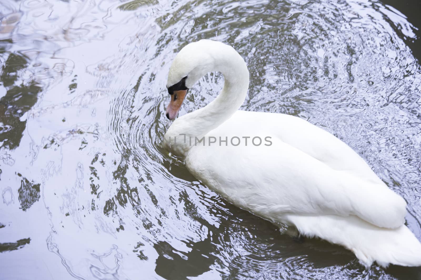 White swan