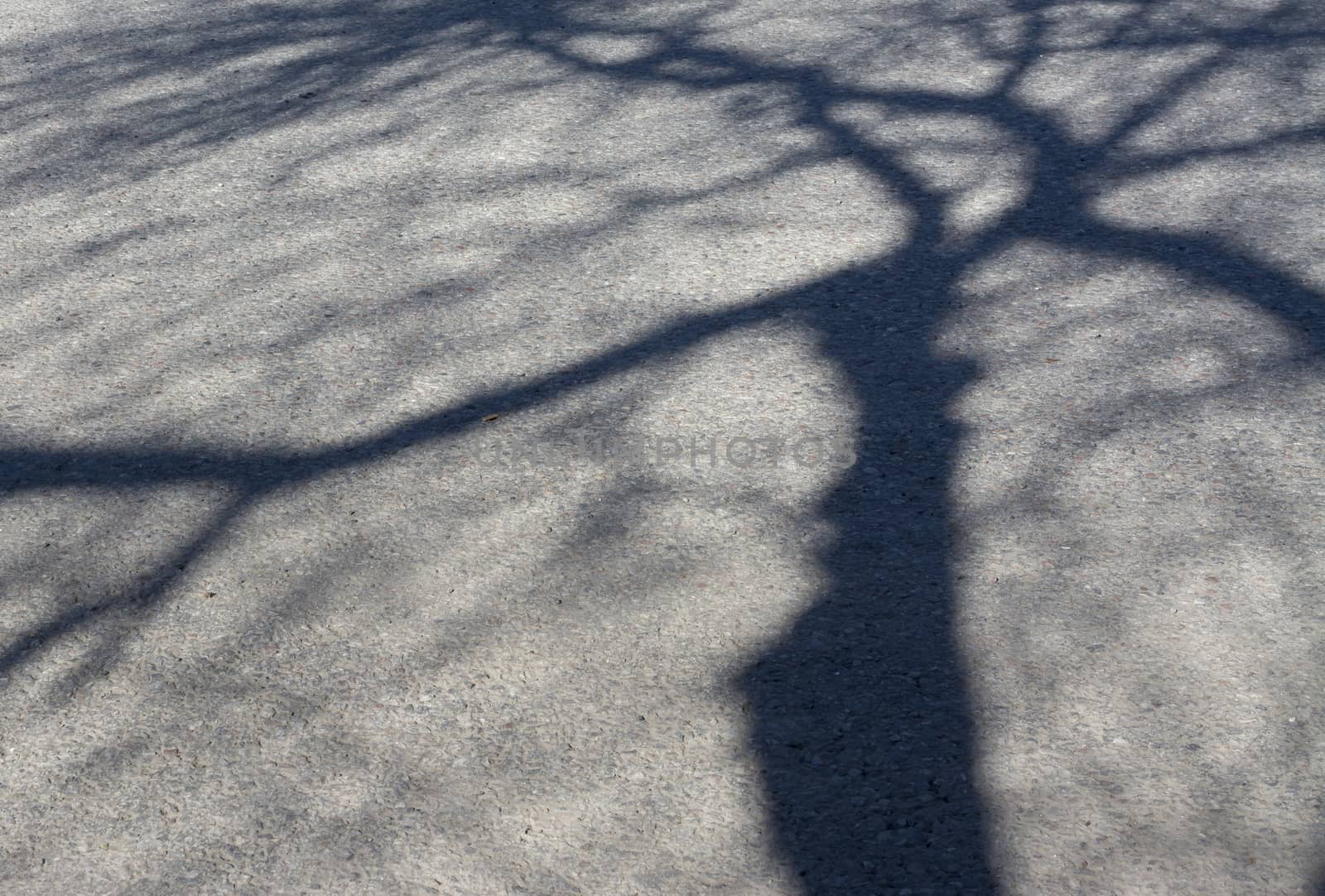 Tree shadow to the right on asphalt for background or copy space.