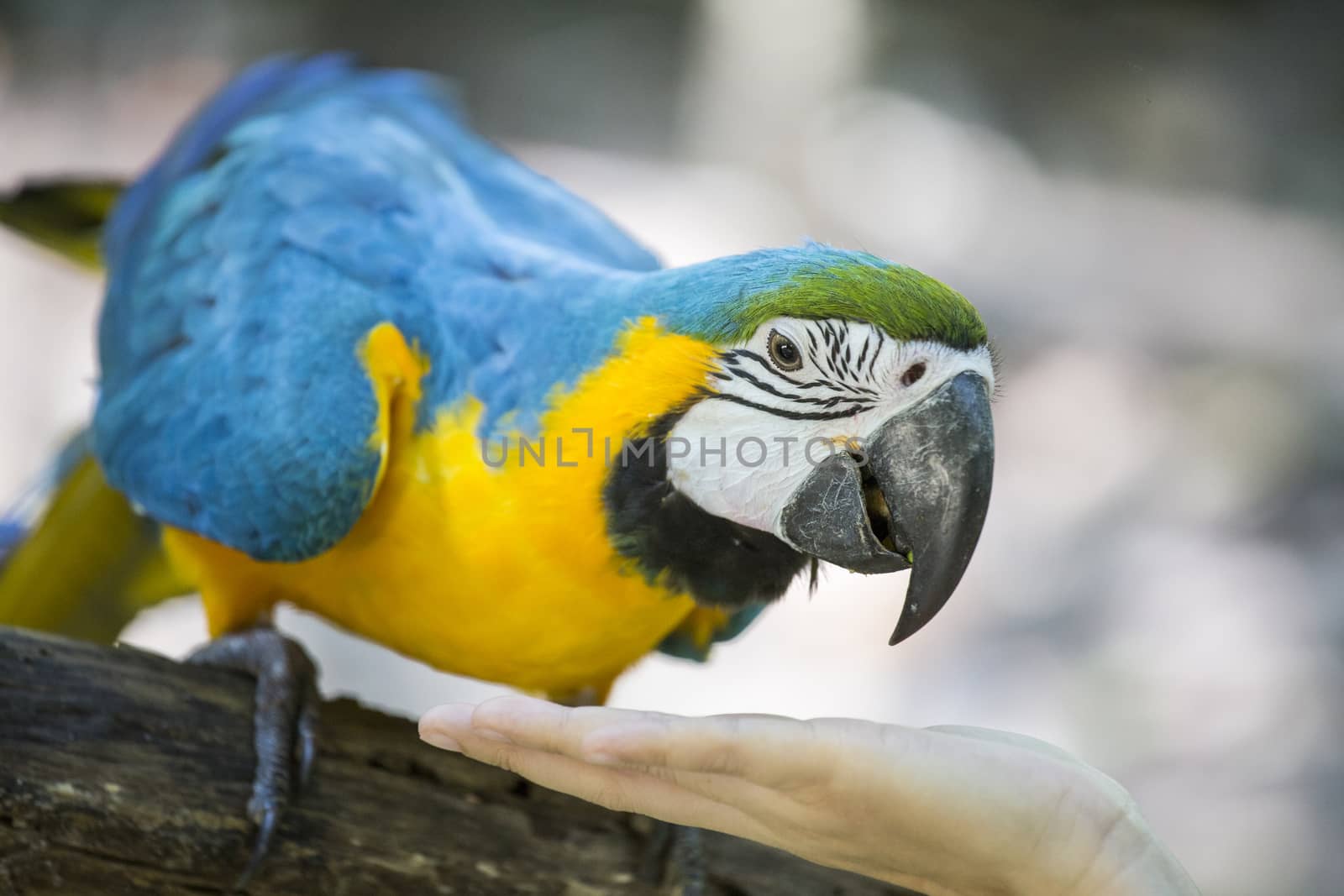 Blue yellow macaw