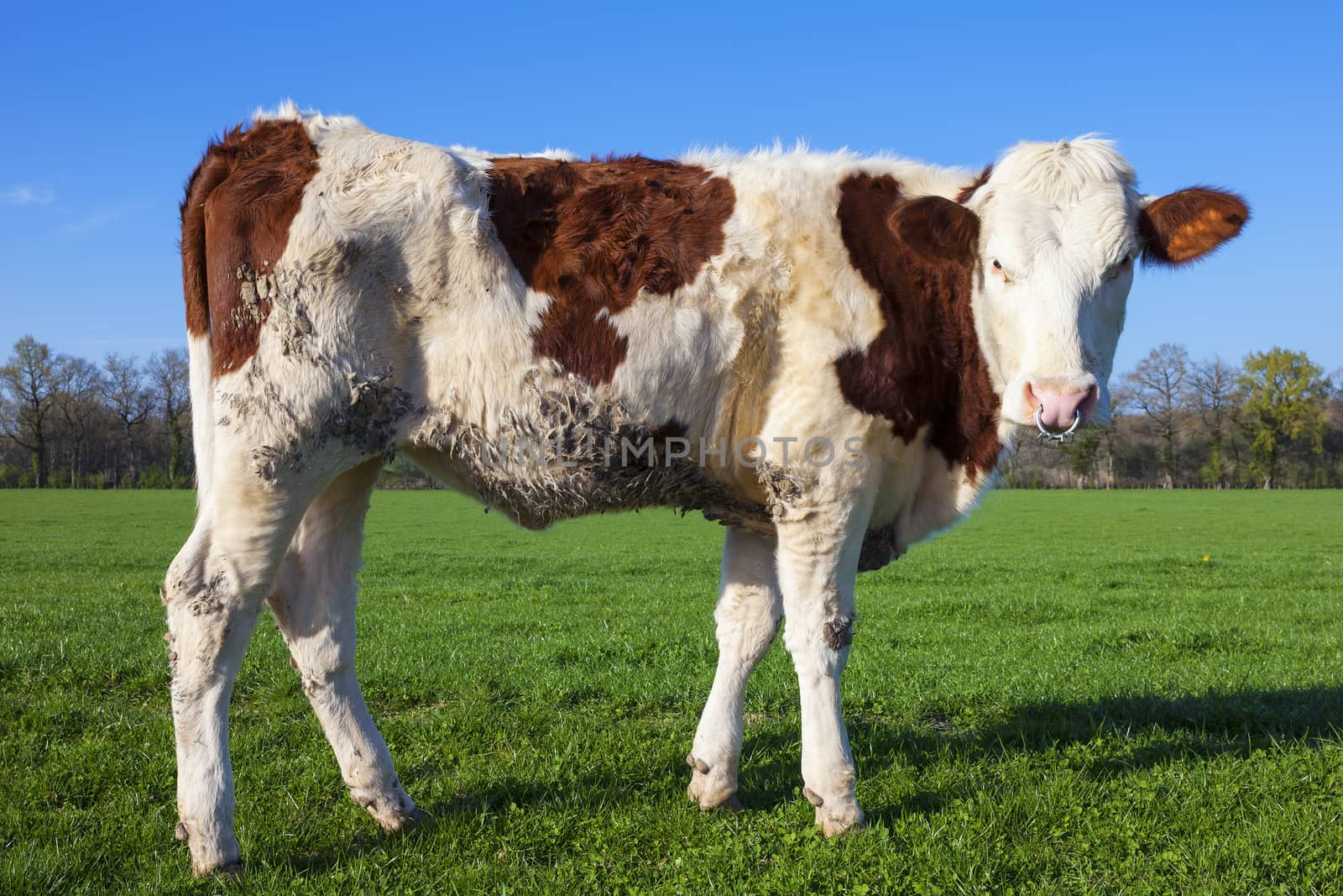 White and brown cow on green grass with blue sky