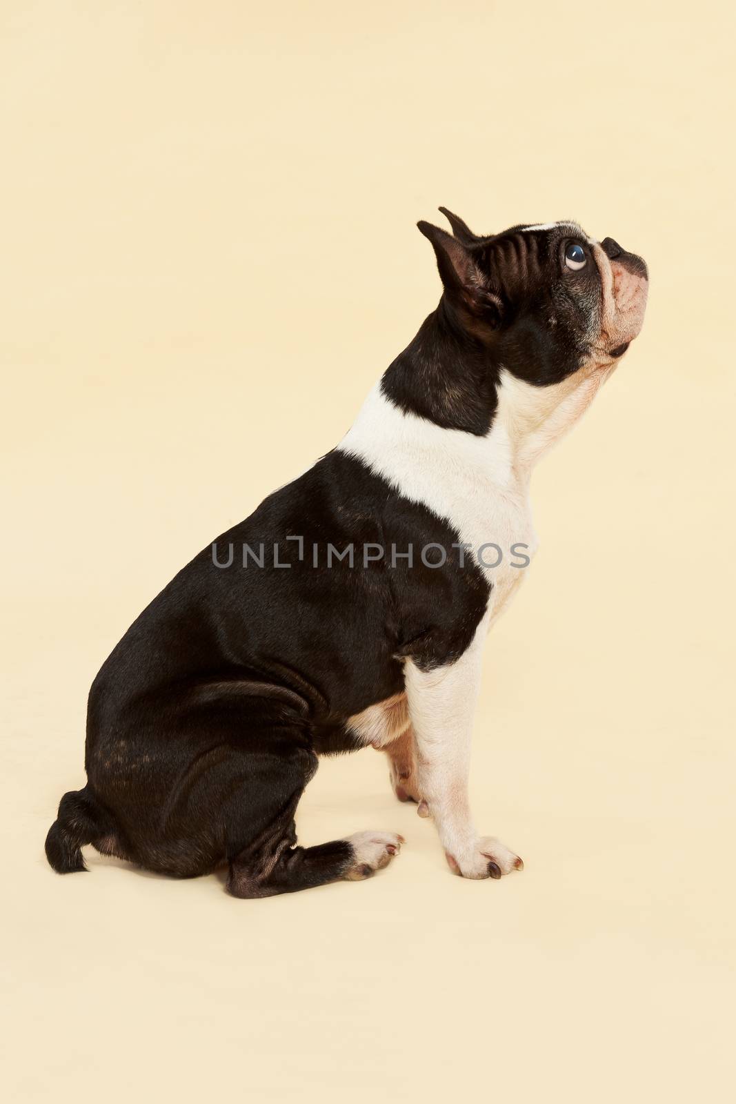 French bulldog sitting isolated on neutral background. Side view.