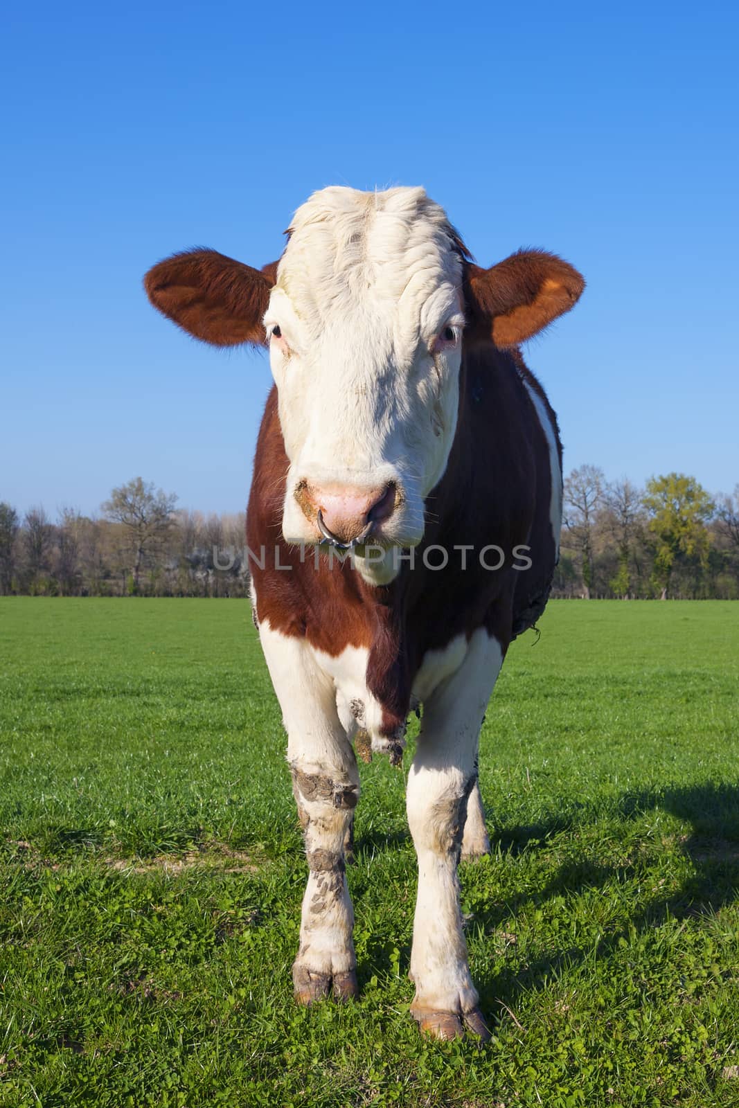 White and brown cow by vwalakte