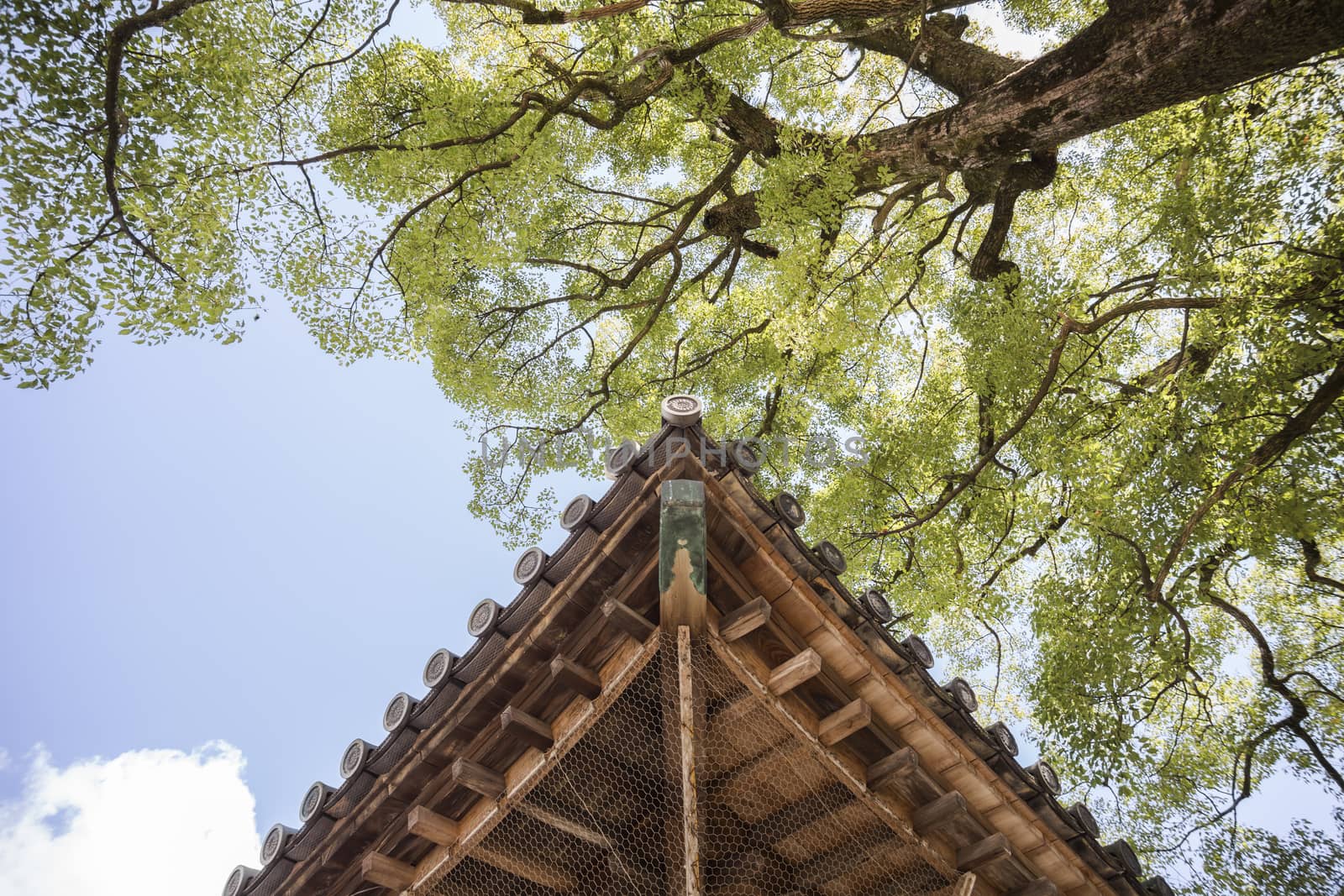 Wood roof with tree at Dazaifu