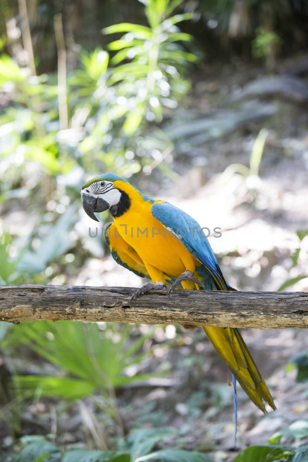 Blue yellow macaw