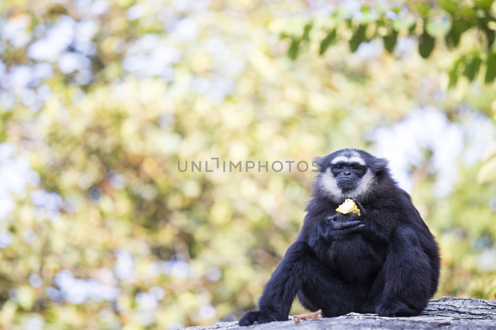 Gibbon Black hand