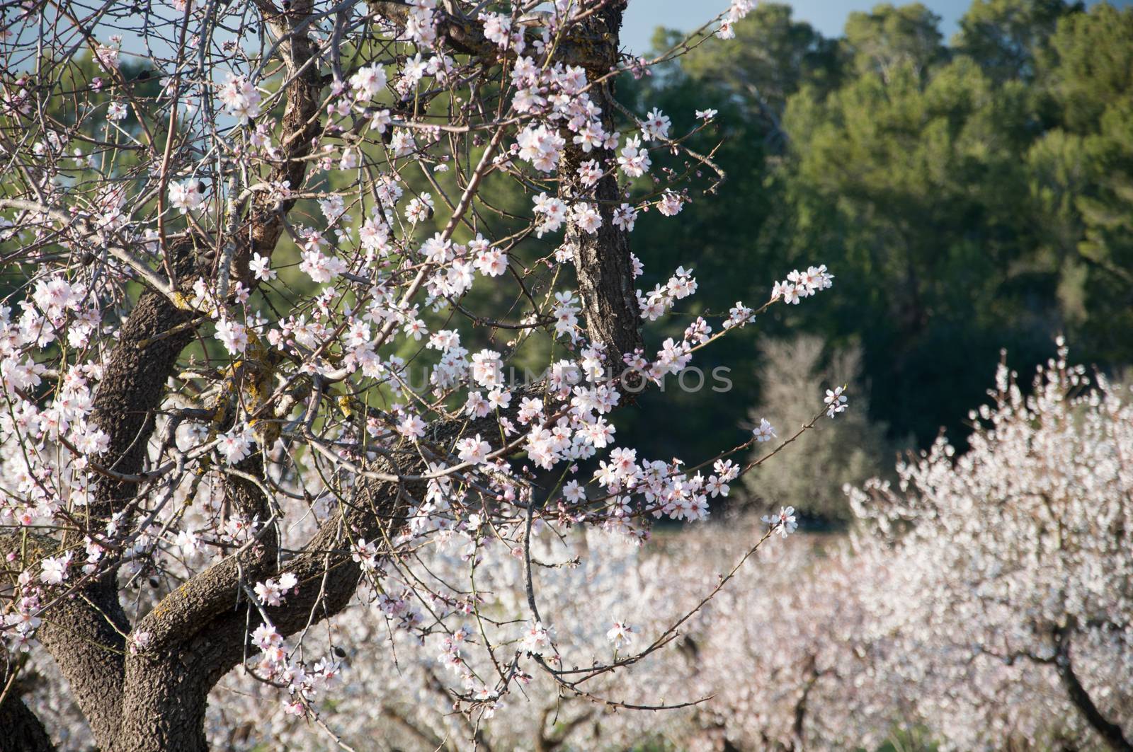 Almond blossom in February, Majorca, Balearic islands, Spain.
