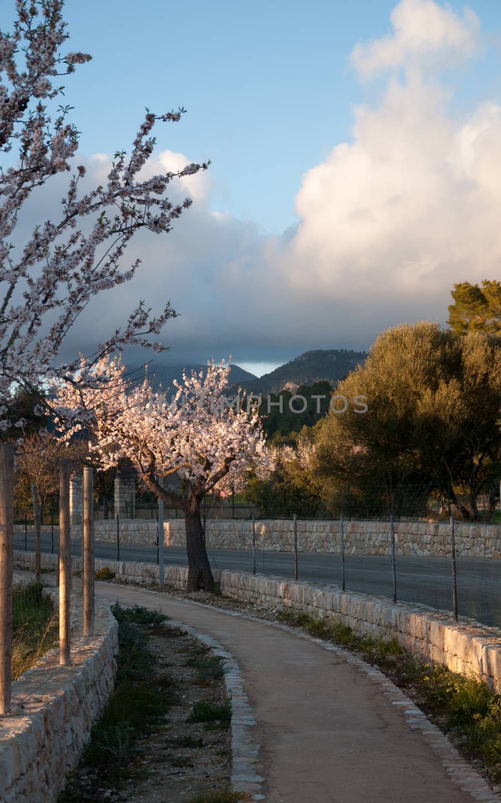 Blossoming almond tree and cloud. by ArtesiaWells