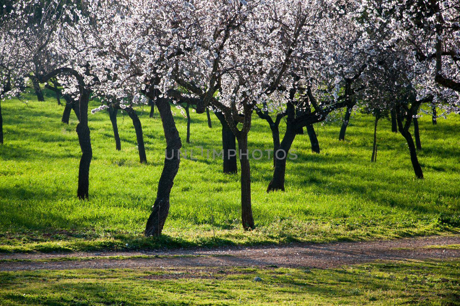 Almond trees with black trunks and green grass, Majorca, Balearic islands, Spain in February.