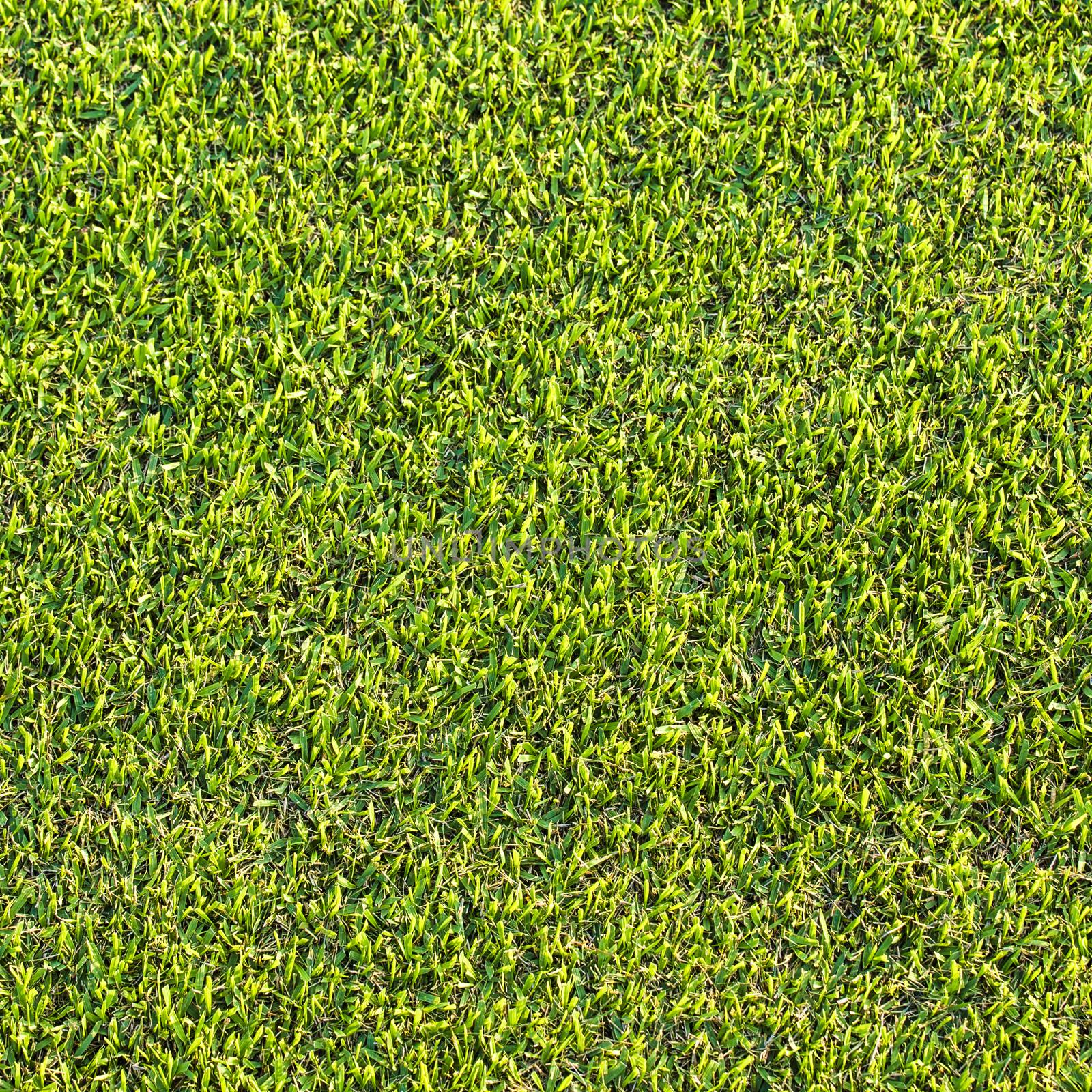 Green grass texture and backgrounds